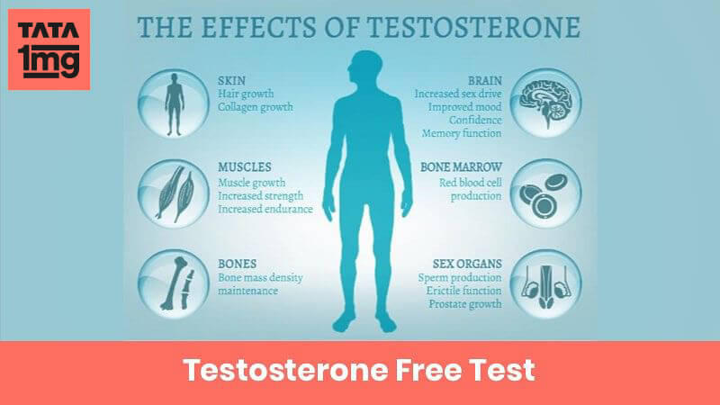 Testosterone Free